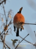 Filename=291_fotowilga~15.JPG
Filesize=73KB
Dimensions=360x480
Date added=Mar 17, 2015 291_fotowilga~15.JPG