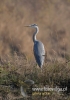 291_fotowilga~29.JPG
