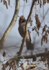 Filename=291_fotowilga~30.JPG
Filesize=80KB
Dimensions=343x480
Date added=Mar 04, 2016 291_fotowilga~30.JPG