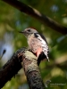 Filename=291_fotowilga~40.JPG
Filesize=269KB
Dimensions=525x700
Date added=Nov 08, 2018 291_fotowilga~40.JPG