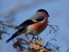 Filename=291_fotowilga~48.JPG
Filesize=230KB
Dimensions=700x525
Date added=Dec 05, 2018 291_fotowilga~48.JPG