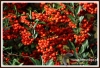 Filename=292_fotowilga~13.JPG
Filesize=152KB
Dimensions=640x438
Date added=Jan 12, 2015 292_fotowilga~13.JPG