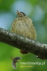 Filename=292_fotowilga~25.JPG
Filesize=66KB
Dimensions=320x480
Date added=Dec 29, 2015 292_fotowilga~25.JPG