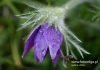Filename=292_fotowilga~29.JPG
Filesize=82KB
Dimensions=640x452
Date added=May 08, 2016 292_fotowilga~29.JPG