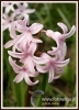 Filename=292_fotowilga~36.JPG
Filesize=194KB
Dimensions=389x540
Date added=Feb 06, 2017 292_fotowilga~36.JPG