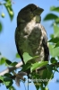 Filename=292_fotowilga~40.JPG
Filesize=77KB
Dimensions=320x480
Date added=Aug 12, 2017 292_fotowilga~40.JPG