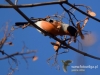 Filename=292_fotowilga~48.JPG
Filesize=77KB
Dimensions=640x480
Date added=Dec 14, 2017 292_fotowilga~48.JPG