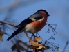 Filename=292_fotowilga~52.JPG
Filesize=233KB
Dimensions=700x525
Date added=Jun 25, 2018 292_fotowilga~52.JPG