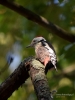 Filename=292_fotowilga~56.JPG
Filesize=261KB
Dimensions=525x700
Date added=Feb 11, 2019 292_fotowilga~56.JPG