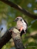 Filename=293_fotowilga~34.JPG
Filesize=261KB
Dimensions=525x700
Date added=Feb 20, 2019 293_fotowilga~34.JPG