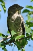 Filename=293_fotowilga~35.JPG
Filesize=219KB
Dimensions=466x700
Date added=Nov 01, 2017 293_fotowilga~35.JPG