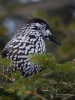 Filename=293_fotowilga~41.JPG
Filesize=264KB
Dimensions=525x700
Date added=Jan 20, 2019 293_fotowilga~41.JPG