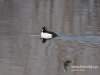 294_fotowilga~25.JPG
