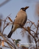 Filename=294_fotowilga~34.JPG
Filesize=62KB
Dimensions=384x480
Date added=Dec 22, 2016 294_fotowilga~34.JPG