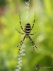 Filename=294_fotowilga~36.JPG
Filesize=204KB
Dimensions=525x700
Date added=Nov 23, 2019 294_fotowilga~36.JPG