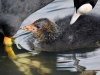 Filename=294_fotowilga~46.JPG
Filesize=290KB
Dimensions=700x525
Date added=Jun 08, 2018 294_fotowilga~46.JPG