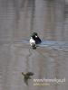 295_fotowilga~18.JPG