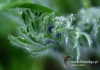 Filename=295_fotowilga~23.JPG
Filesize=88KB
Dimensions=640x452
Date added=May 06, 2016 295_fotowilga~23.JPG