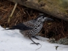 Filename=295_fotowilga~31.JPG
Filesize=288KB
Dimensions=700x525
Date added=Mar 07, 2019 295_fotowilga~31.JPG