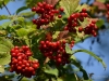 Filename=295_fotowilga~48.JPG
Filesize=326KB
Dimensions=700x525
Date added=Dec 23, 2019 295_fotowilga~48.JPG