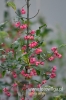 Filename=295_fotowilga~9.JPG
Filesize=80KB
Dimensions=320x480
Date added=Mar 16, 2015 295_fotowilga~9.JPG