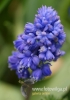 Filename=296_fotowilga~19.JPG
Filesize=62KB
Dimensions=339x480
Date added=Mar 28, 2016 296_fotowilga~19.JPG