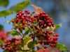Filename=296_fotowilga~35.JPG
Filesize=286KB
Dimensions=700x525
Date added=Dec 23, 2019 296_fotowilga~35.JPG