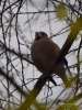 Filename=297_fotowilga~36.JPG
Filesize=263KB
Dimensions=525x700
Date added=Oct 05, 2019 297_fotowilga~36.JPG