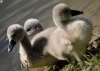 Filename=297_fotowilga~39.JPG
Filesize=229KB
Dimensions=700x500
Date added=Jan 30, 2018 297_fotowilga~39.JPG