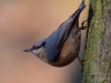 Filename=297_fotowilga~42.JPG
Filesize=239KB
Dimensions=700x525
Date added=Dec 02, 2018 297_fotowilga~42.JPG