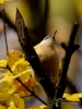 Filename=298_fotowilga~32.JPG
Filesize=238KB
Dimensions=525x700
Date added=Jan 23, 2018 298_fotowilga~32.JPG
