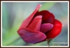 Filename=299_fotowilga~0.JPG
Filesize=104KB
Dimensions=720x494
Date added=Feb 11, 2013 299_fotowilga~0.JPG