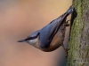 Filename=299_fotowilga~37.JPG
Filesize=257KB
Dimensions=700x525
Date added=Feb 11, 2019 299_fotowilga~37.JPG