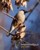 Filename=300_fotowilga~16.JPG
Filesize=63KB
Dimensions=384x480
Date added=Nov 25, 2016 300_fotowilga~16.JPG