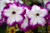 Filename=300_fotowilga~23.JPG
Filesize=234KB
Dimensions=700x463
Date added=May 31, 2017 300_fotowilga~23.JPG