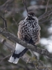 Filename=300_fotowilga~33.JPG
Filesize=250KB
Dimensions=525x700
Date added=Mar 28, 2019 300_fotowilga~33.JPG