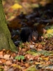 Filename=301_fotowilga~33.JPG
Filesize=266KB
Dimensions=525x700
Date added=Dec 02, 2017 301_fotowilga~33.JPG