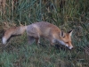 Filename=301_fotowilga~35.JPG
Filesize=350KB
Dimensions=700x525
Date added=Apr 11, 2019 301_fotowilga~35.JPG