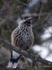 Filename=301_fotowilga~36.JPG
Filesize=238KB
Dimensions=525x700
Date added=Apr 26, 2019 301_fotowilga~36.JPG