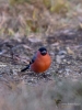 Filename=301_fotowilga~39.JPG
Filesize=273KB
Dimensions=525x700
Date added=May 15, 2019 301_fotowilga~39.JPG