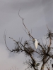 Filename=301_fotowilga~43.JPG
Filesize=245KB
Dimensions=525x700
Date added=Dec 09, 2019 301_fotowilga~43.JPG