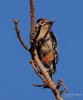 Filename=302_fotowilga~12.JPG
Filesize=242KB
Dimensions=583x700
Date added=Apr 13, 2019 302_fotowilga~12.JPG