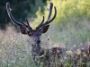 Filename=302_fotowilga~43.JPG
Filesize=300KB
Dimensions=700x525
Date added=Sep 03, 2018 302_fotowilga~43.JPG