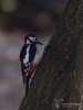 Filename=302_fotowilga~44.JPG
Filesize=246KB
Dimensions=525x700
Date added=Nov 08, 2018 302_fotowilga~44.JPG