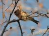 Filename=303_fotowilga~14.JPG
Filesize=94KB
Dimensions=640x475
Date added=Dec 29, 2015 303_fotowilga~14.JPG
