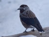 Filename=303_fotowilga~34.JPG
Filesize=185KB
Dimensions=700x525
Date added=Mar 07, 2019 303_fotowilga~34.JPG
