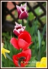 Filename=303_fotowilga~7.JPG
Filesize=92KB
Dimensions=377x540
Date added=May 18, 2014 303_fotowilga~7.JPG
