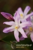Filename=304_fotowilga~2.JPG
Filesize=73KB
Dimensions=360x540
Date added=Jan 20, 2013 304_fotowilga~2.JPG