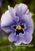 Filename=304_fotowilga~21.JPG
Filesize=65KB
Dimensions=339x480
Date added=May 04, 2016 304_fotowilga~21.JPG