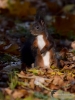 Filename=304_fotowilga~35.JPG
Filesize=251KB
Dimensions=525x700
Date added=Nov 30, 2017 304_fotowilga~35.JPG